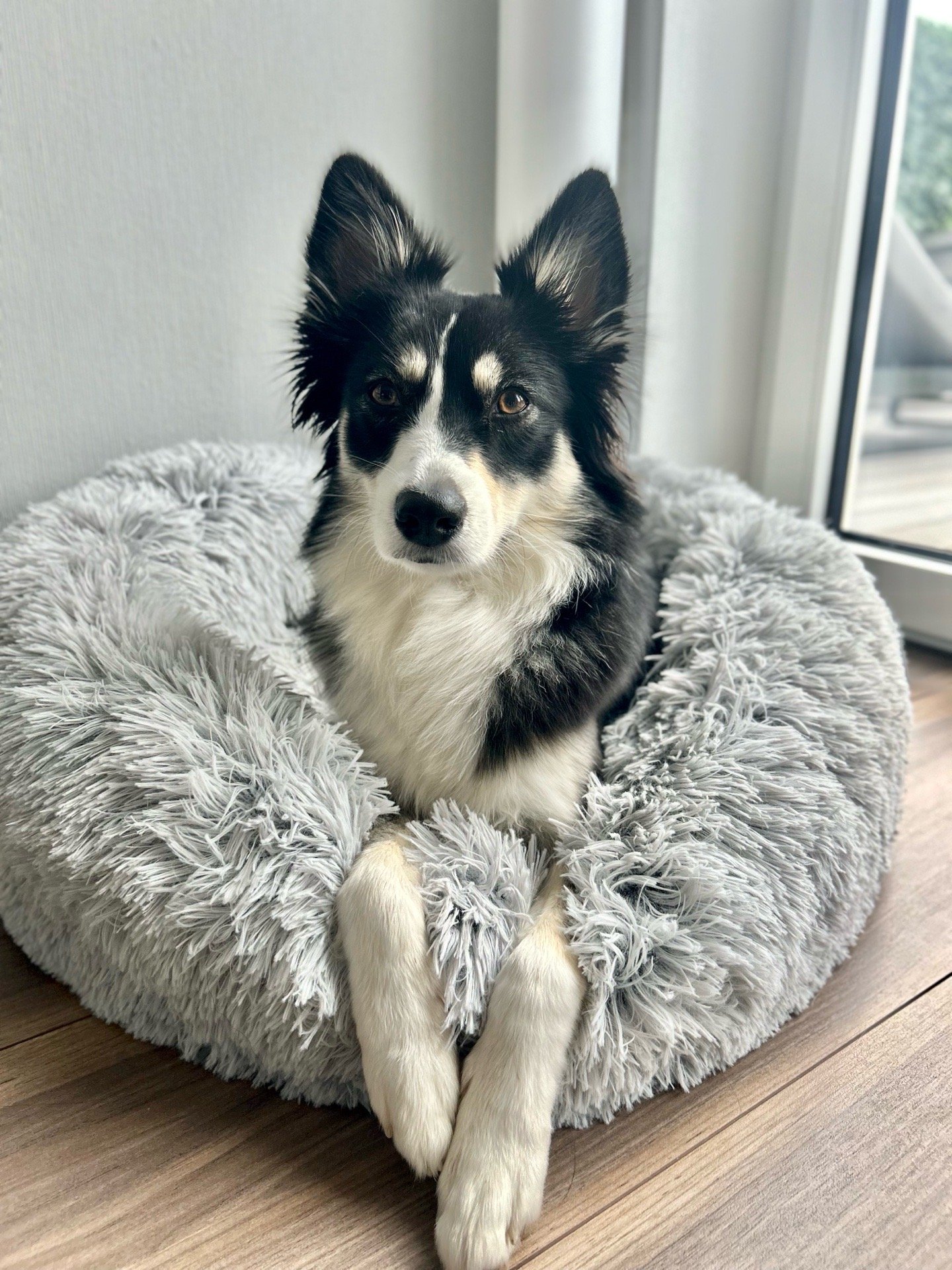 Lara, dierenoppas in Groningen, foto 2