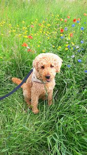 Carlijn, pet sitter in Haarlem, photo 1