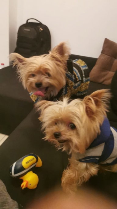 Leonardo, pet sitter in 's-Gravenhage, photo 1