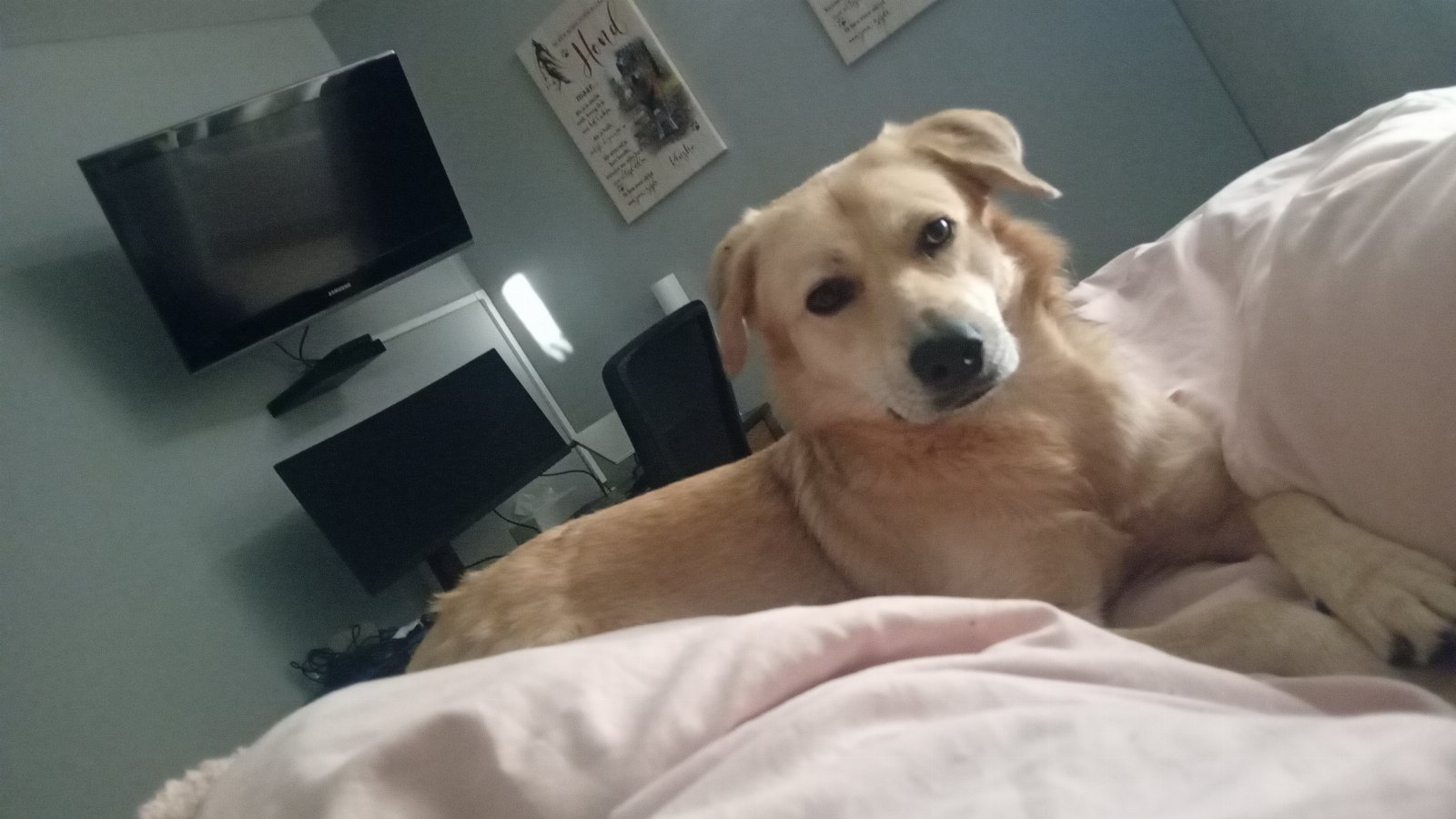 Laura, pet sitter in Dordrecht, photo 5