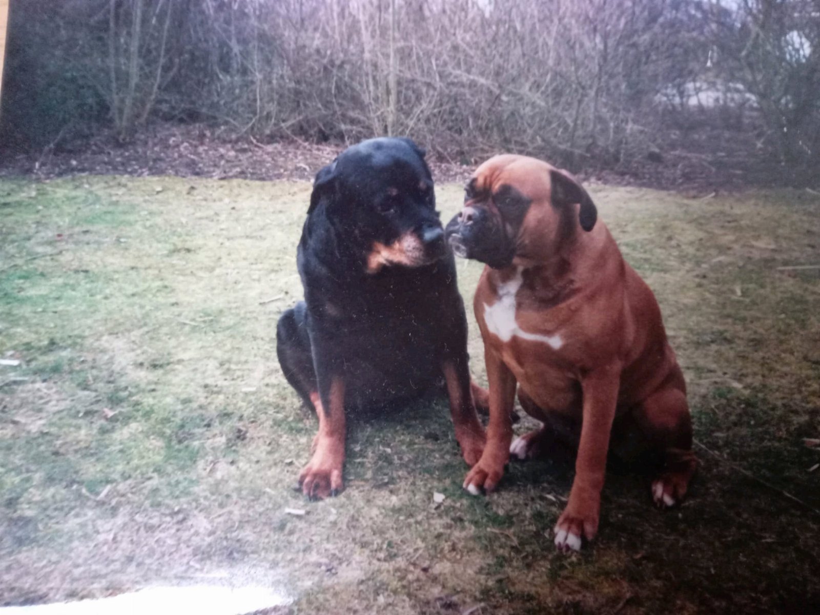 Peter, pet sitter in Amersfoort, photo 2