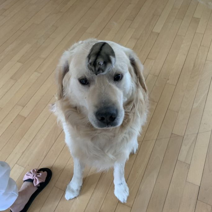 Sherry, pet sitter in Voorburg, photo 2