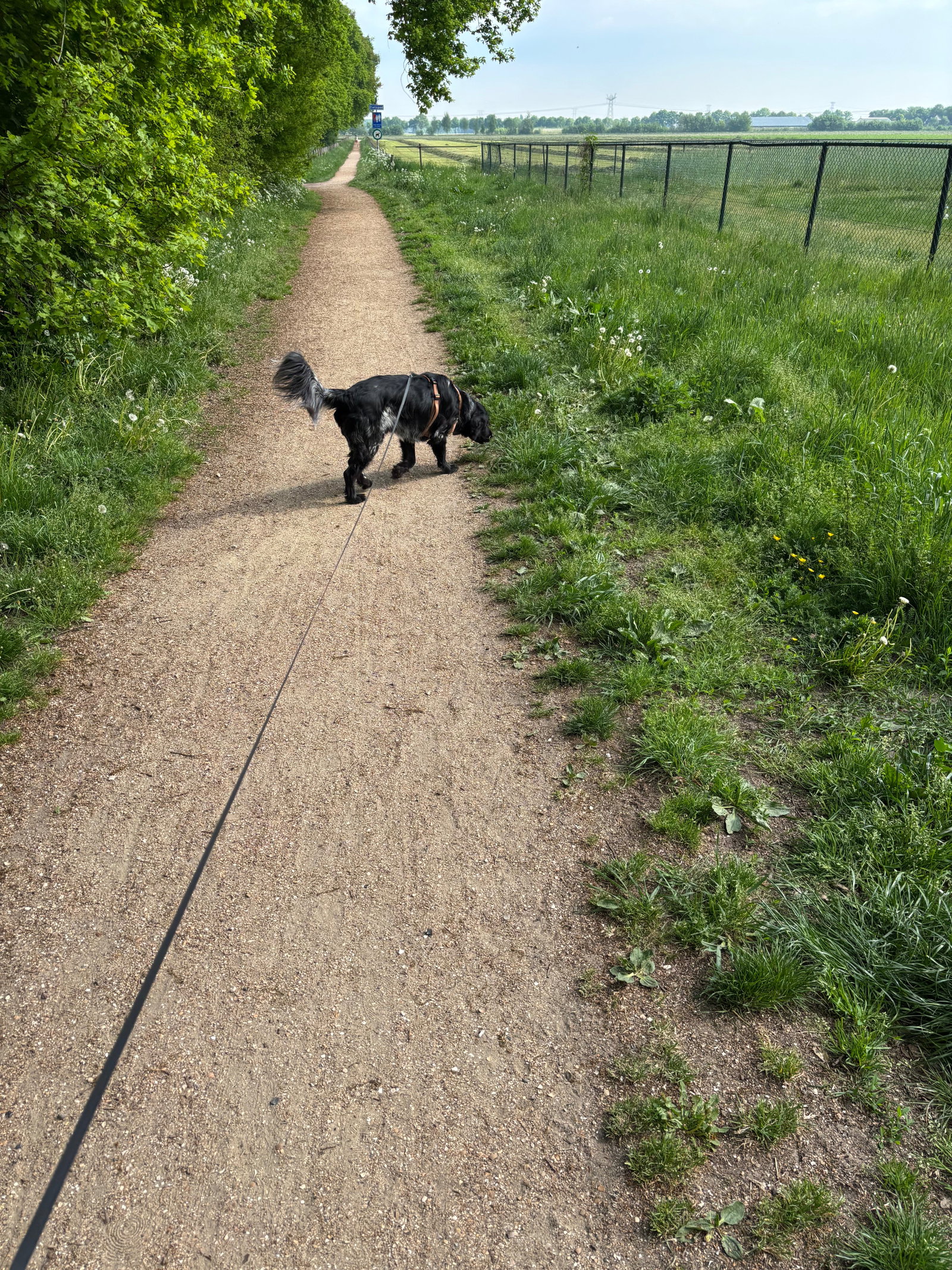 Wieske, pet sitter in Dongen, photo 2
