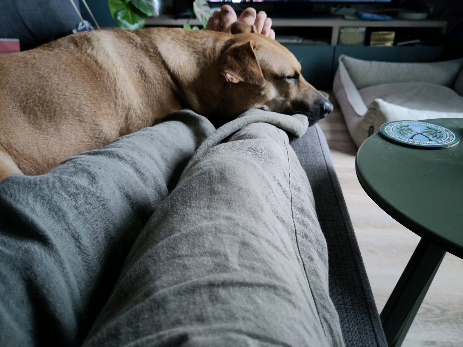 Christiaan, pet sitter in Utrecht, photo 5