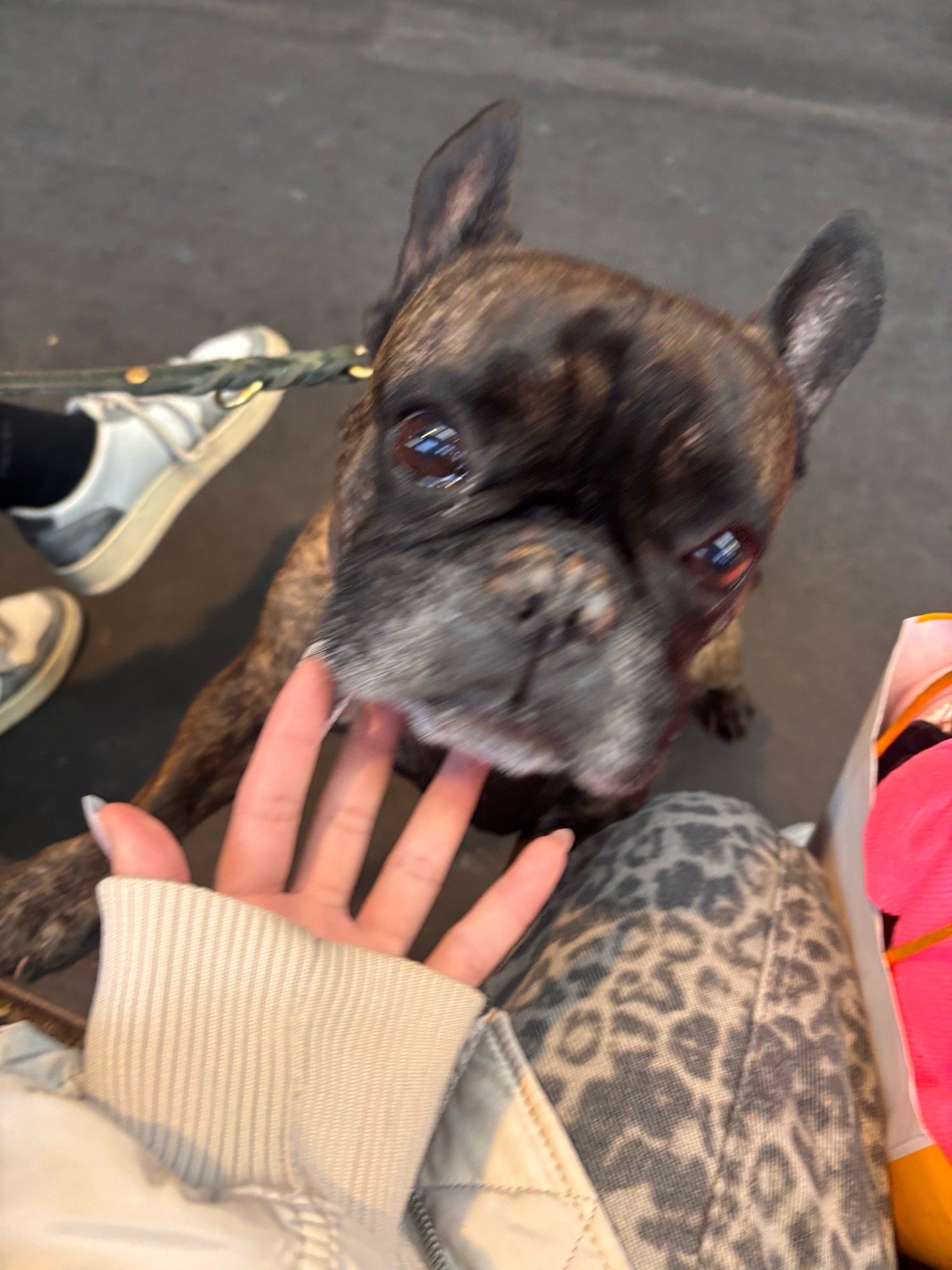 Mia, pet sitter in Amsterdam, photo 2