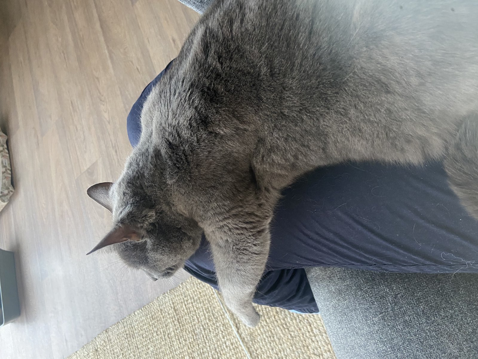 Anouk, pet sitter in Utrecht, photo 2
