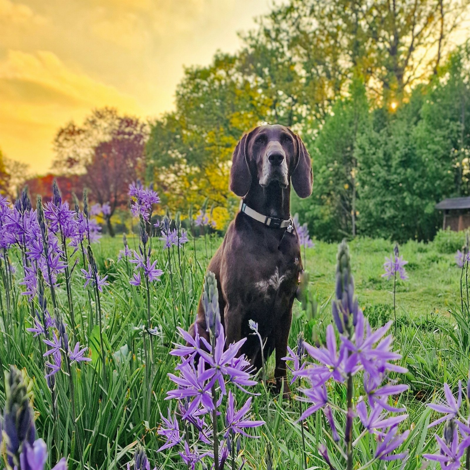 Rob, pet sitter in Veldhoven, photo 5