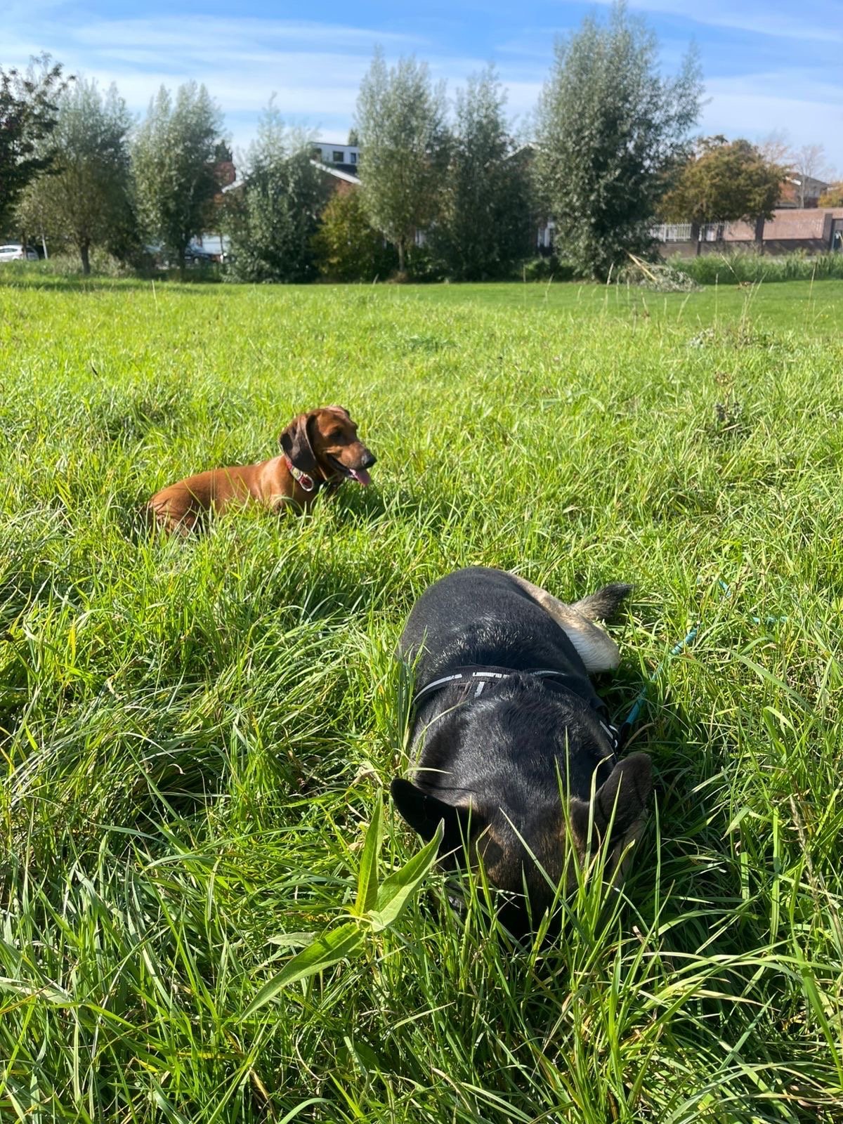 Olena, pet sitter in Utrecht, photo 3