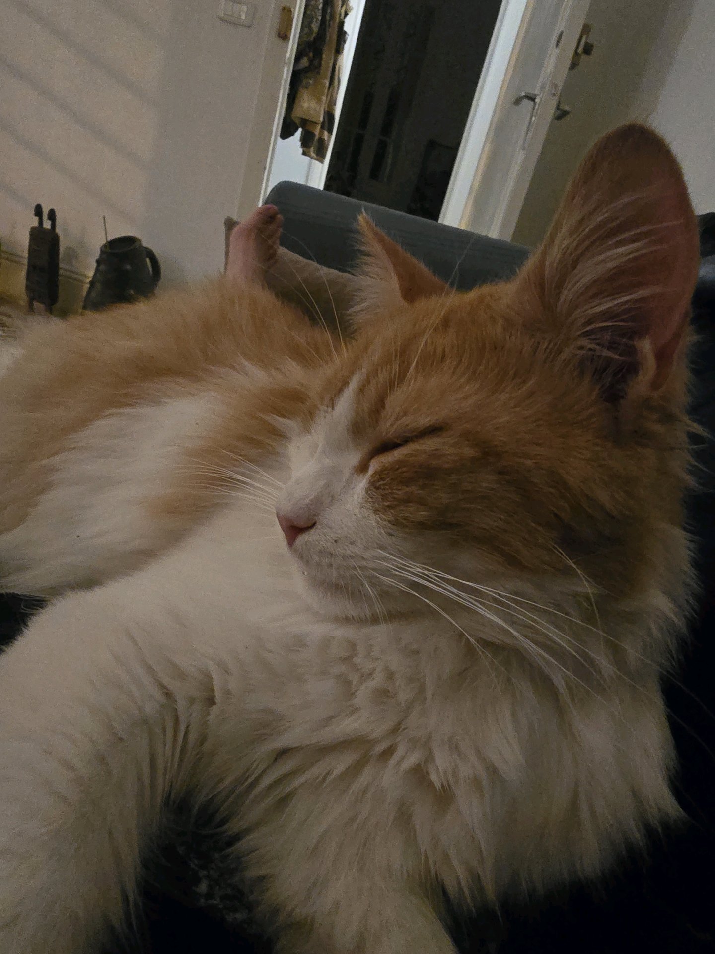Dorian, pet sitter in Amsterdam, photo 4