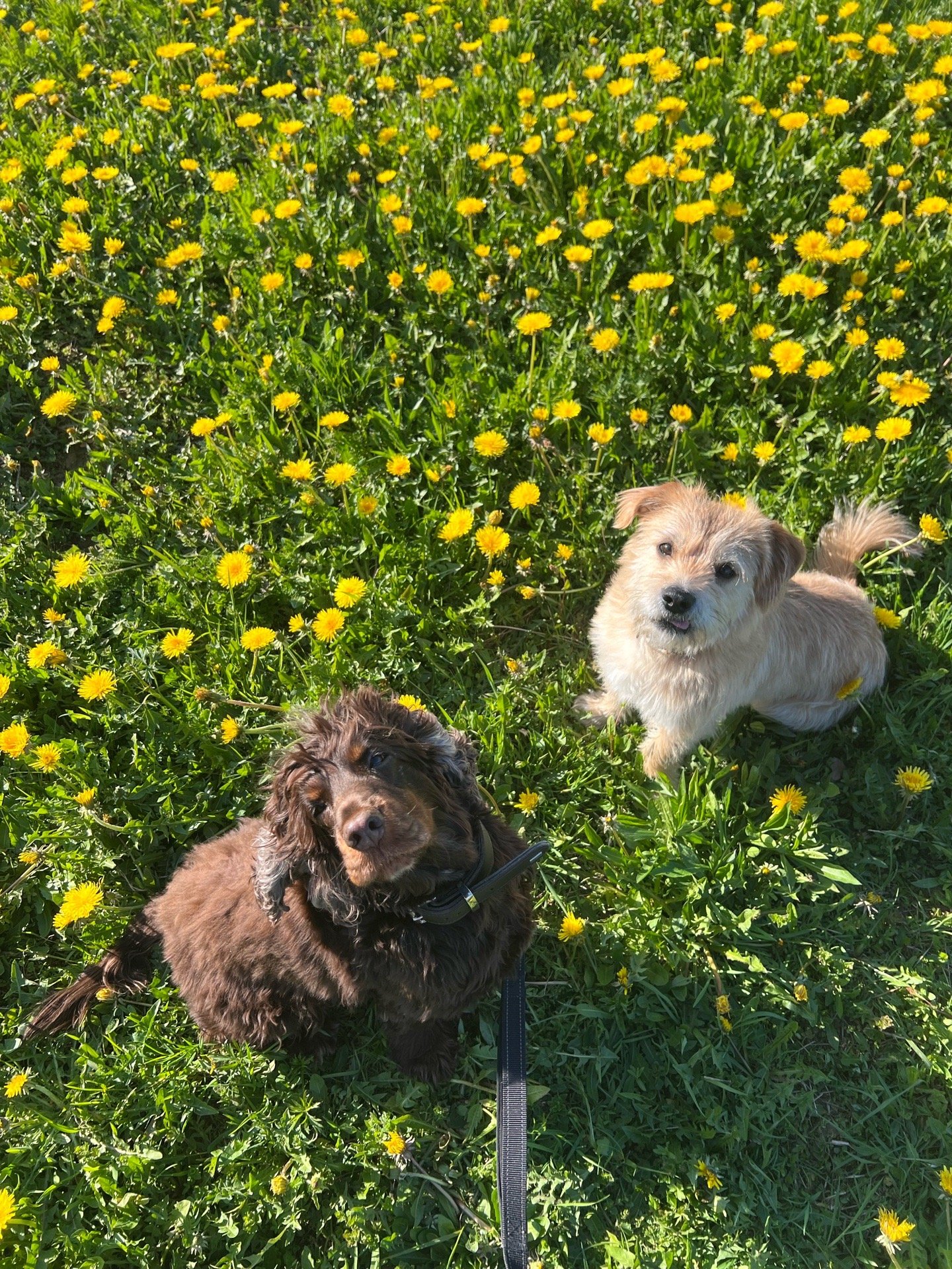 Annalisa, pet sitter in Grünwald, photo 1