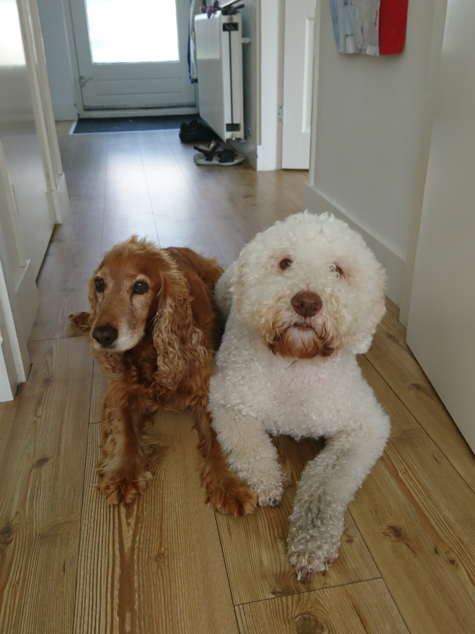 Lindsey, pet sitter in Assendelft, photo 4