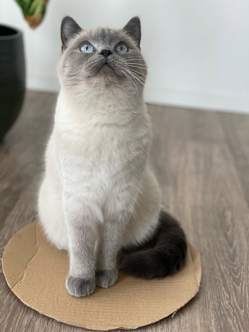 N, pet sitter in Amsterdam, photo 2
