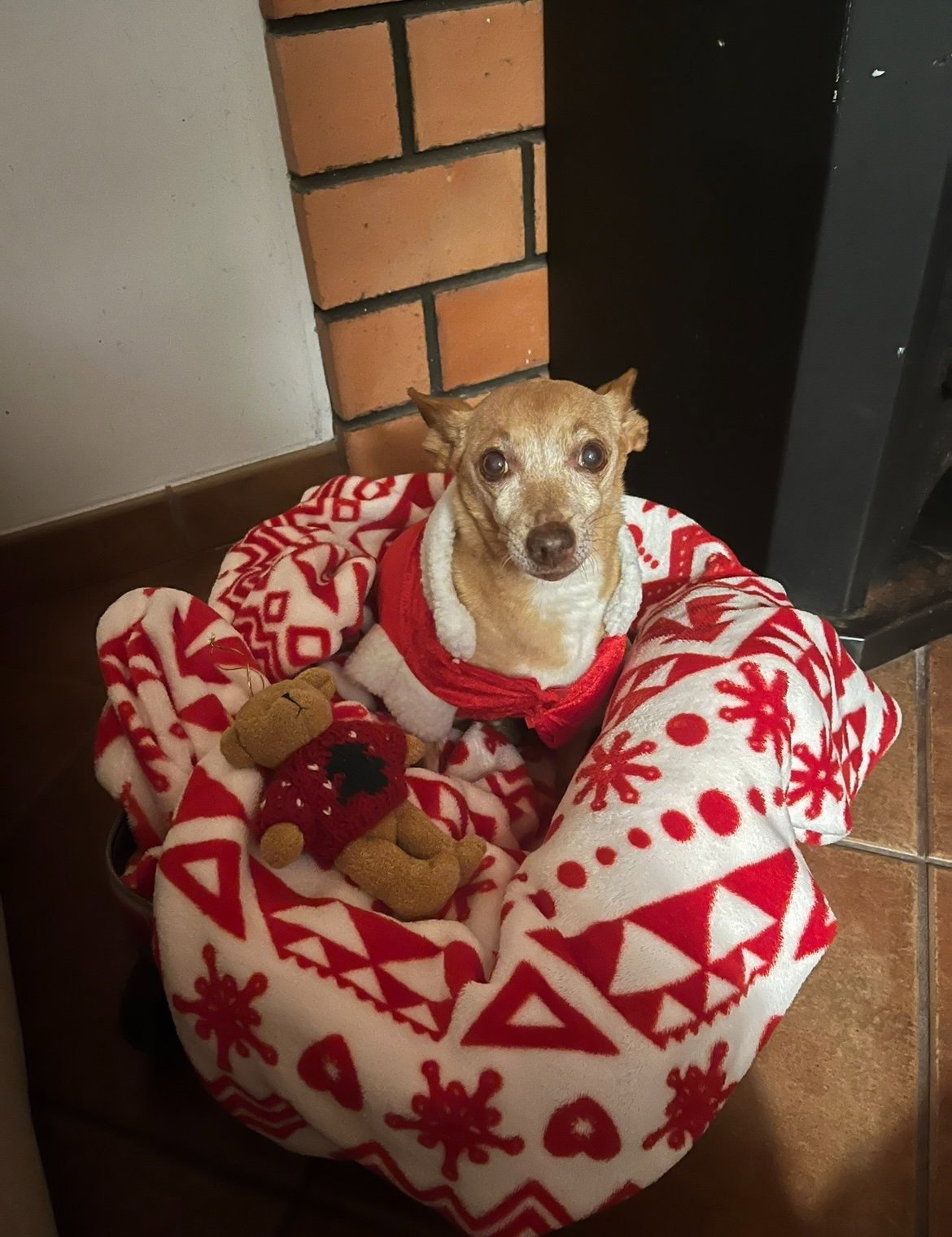 Matilde, pet sitter in Amsterdam, photo 4