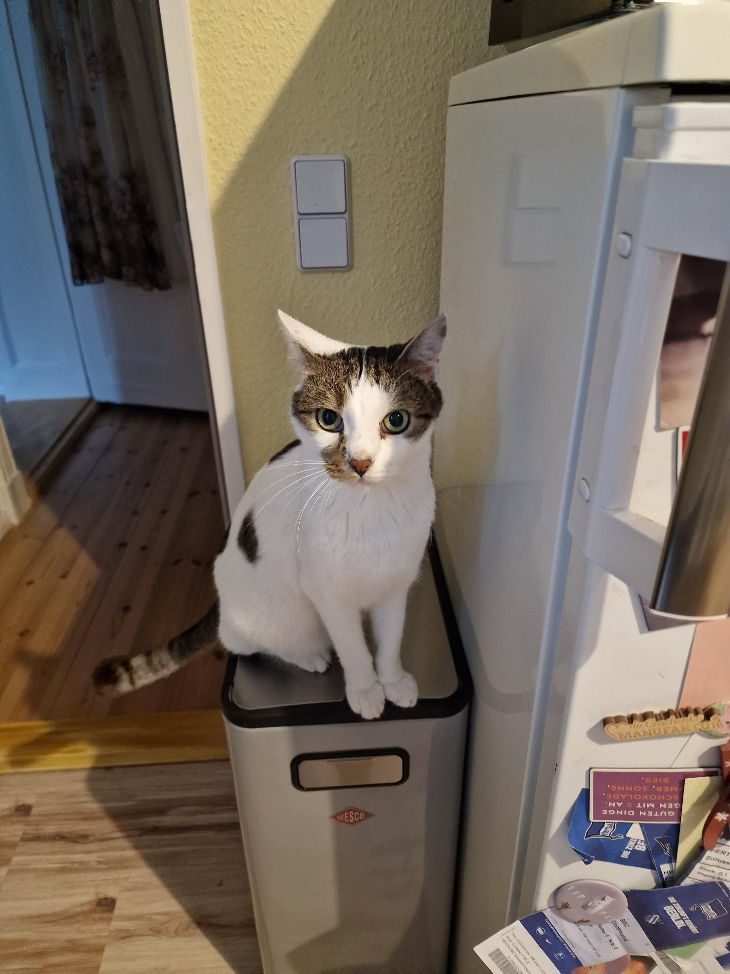 Sandra, Tiersitter in Berlin, Foto 3