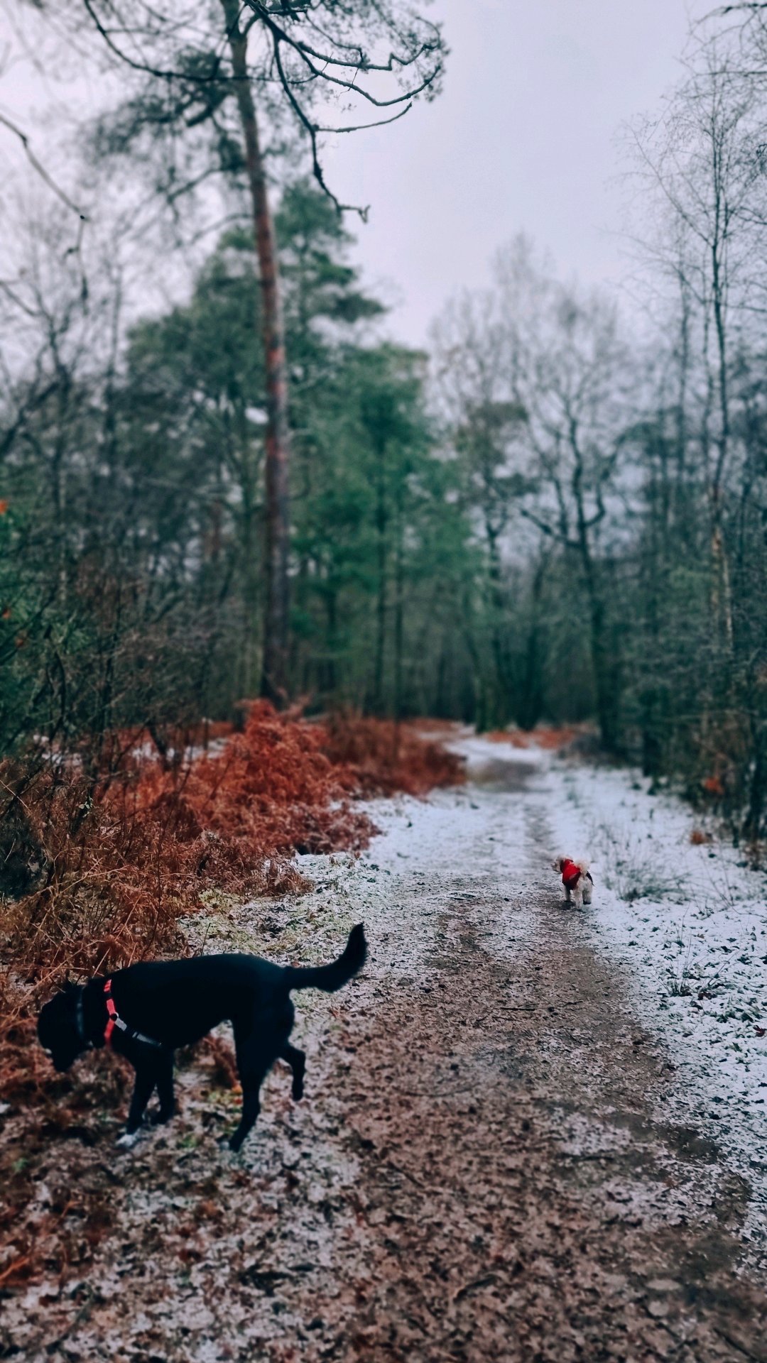 Renée, pet sitter in Renkum, photo 5