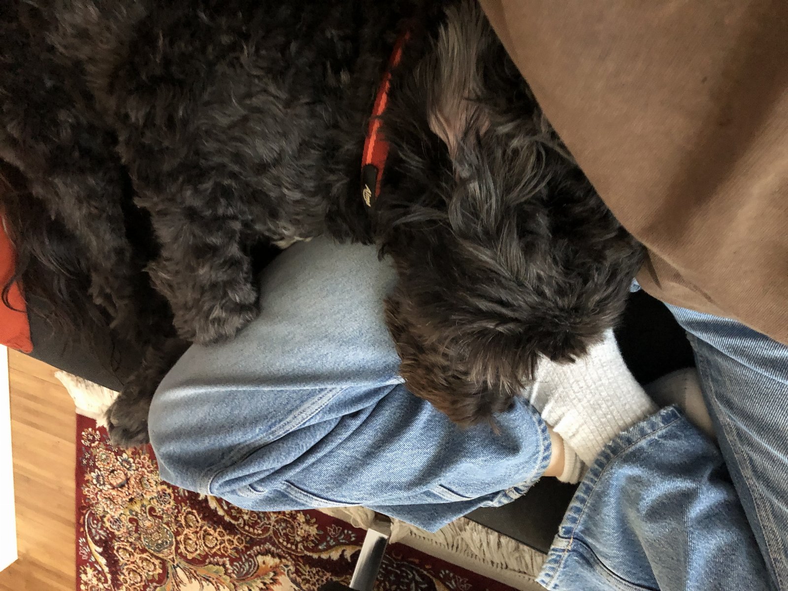 Jess, pet sitter in Rotterdam, photo 4