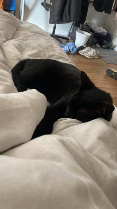 Jackie, pet sitter in Amsterdam, photo 1