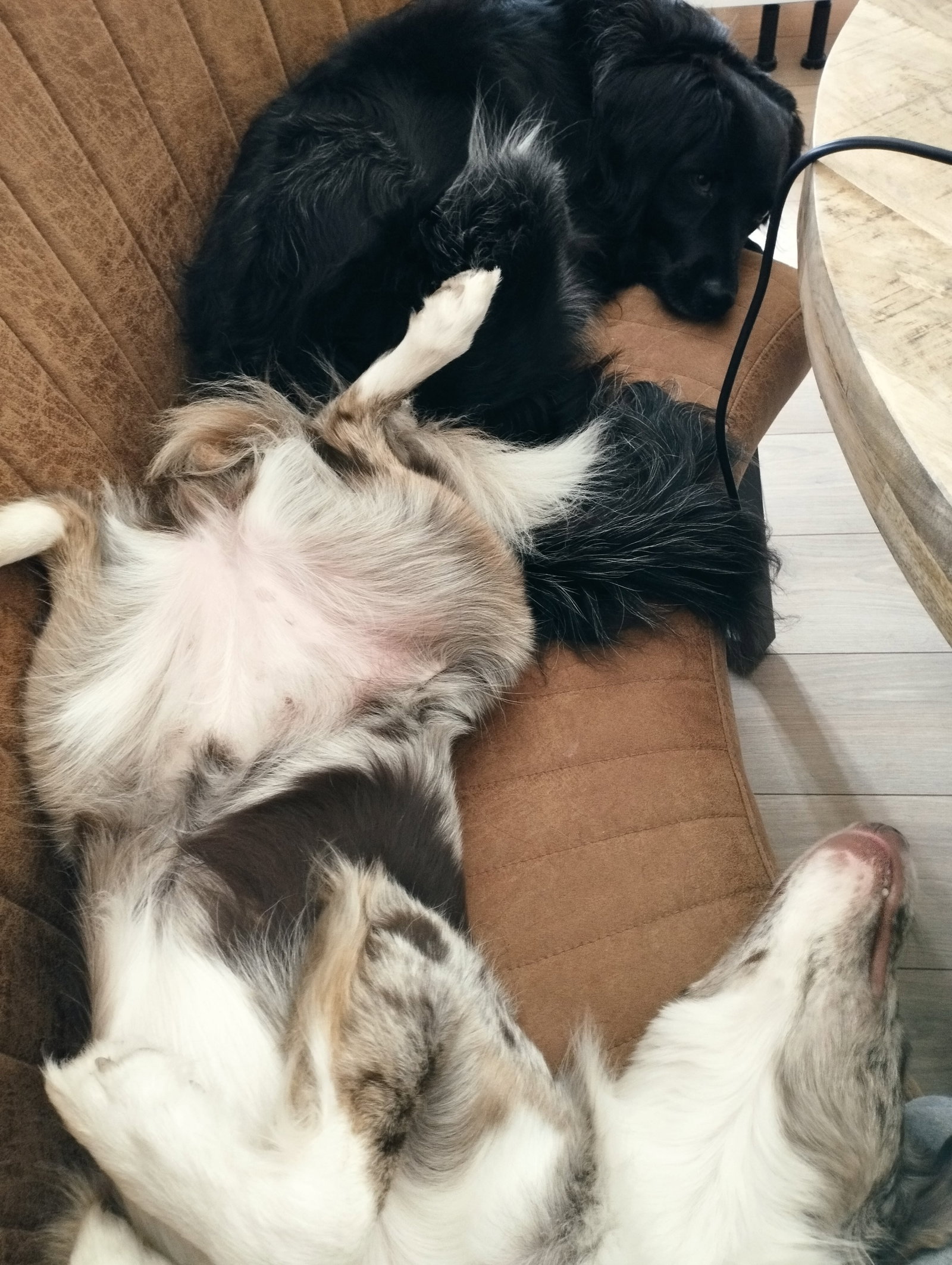 Ricardo, pet sitter in Lelystad, photo 3