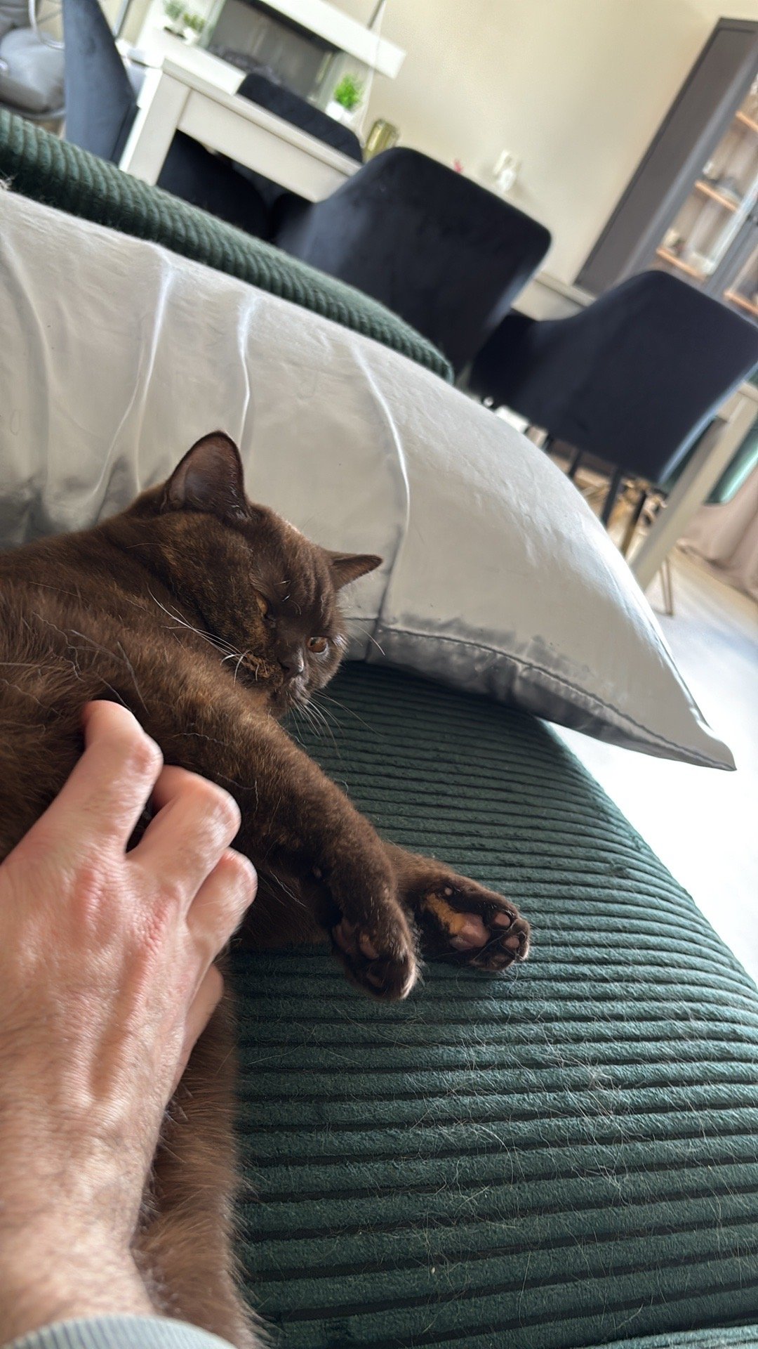 Daniel, pet sitter in Amsterdam, photo 4