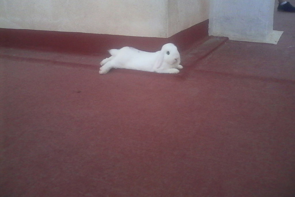 Pablo, dierenoppas in Meijel, foto 4