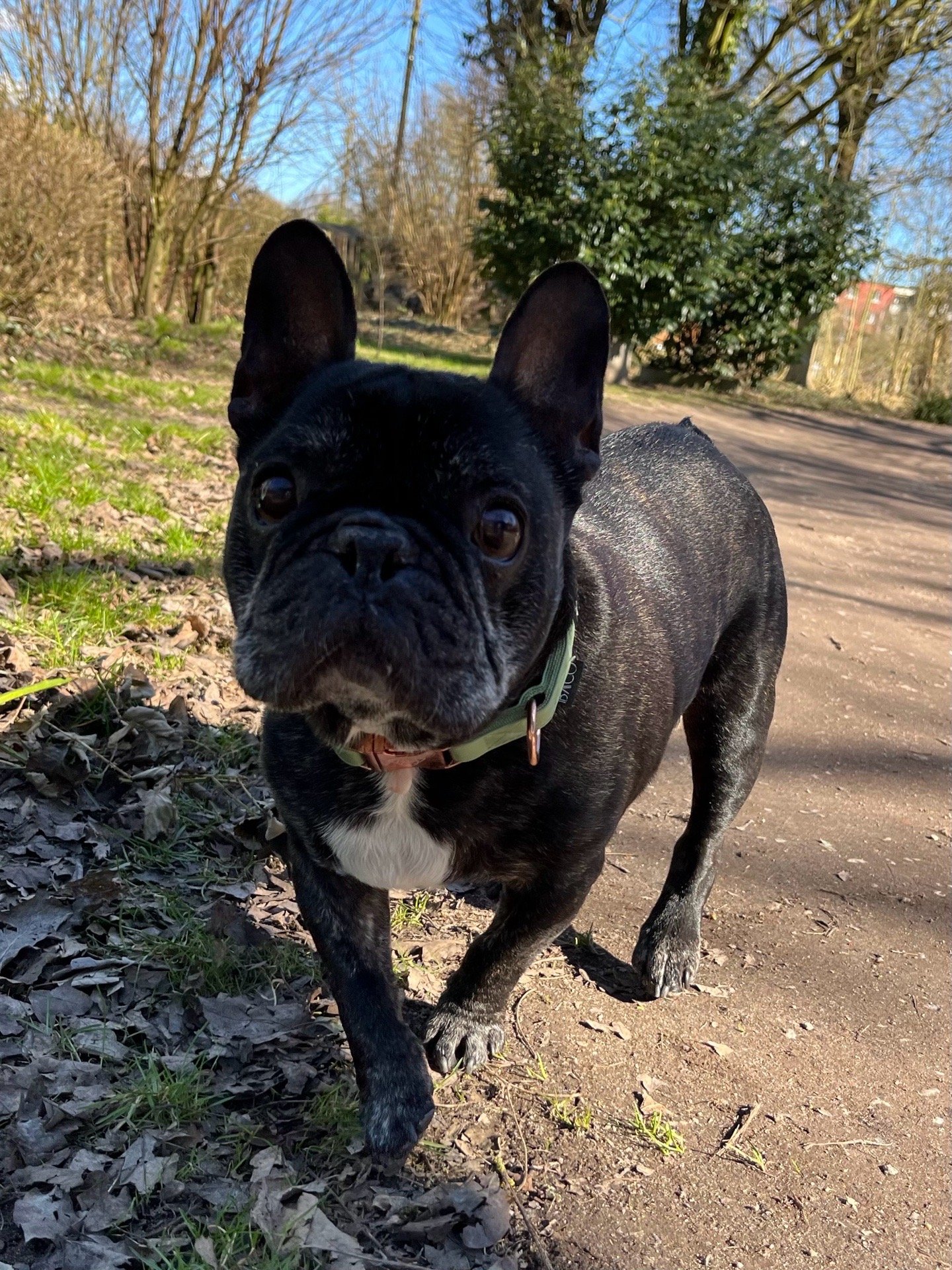 Anja, Tiersitter in Hamburg, Foto 2