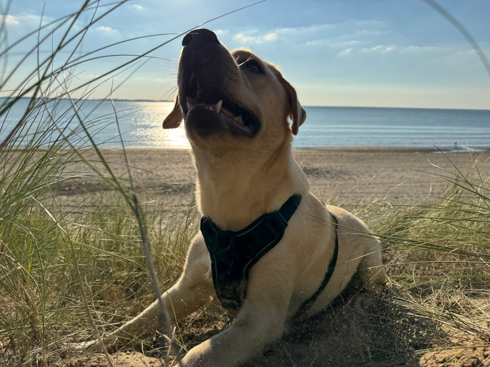 Rudy, pet sitter in Rockanje, photo 3