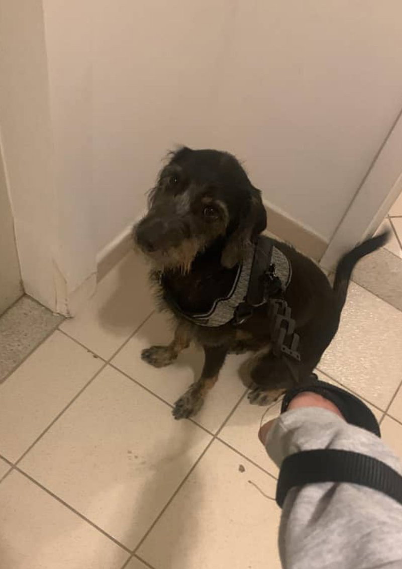 Malu, pet sitter in Nijmegen, photo 5