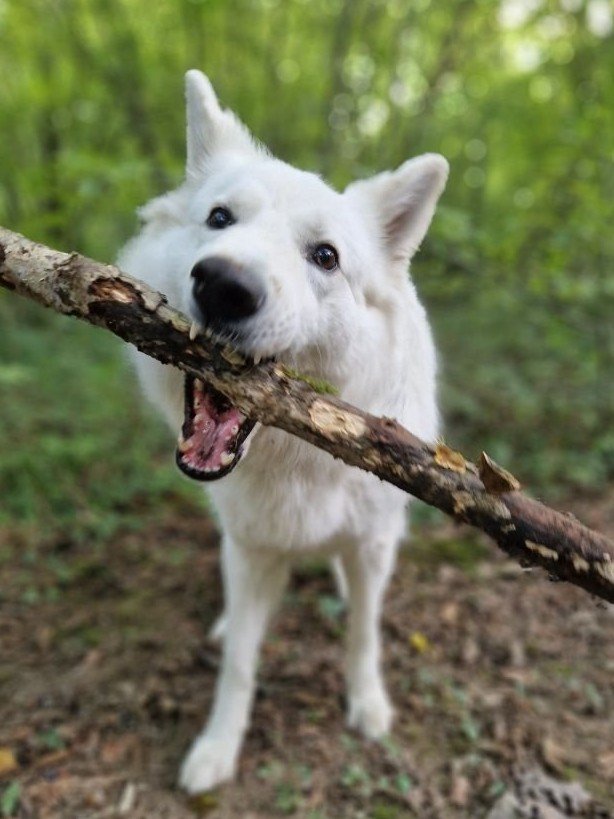 Adrienne, pet sitter in Maastricht, photo 1