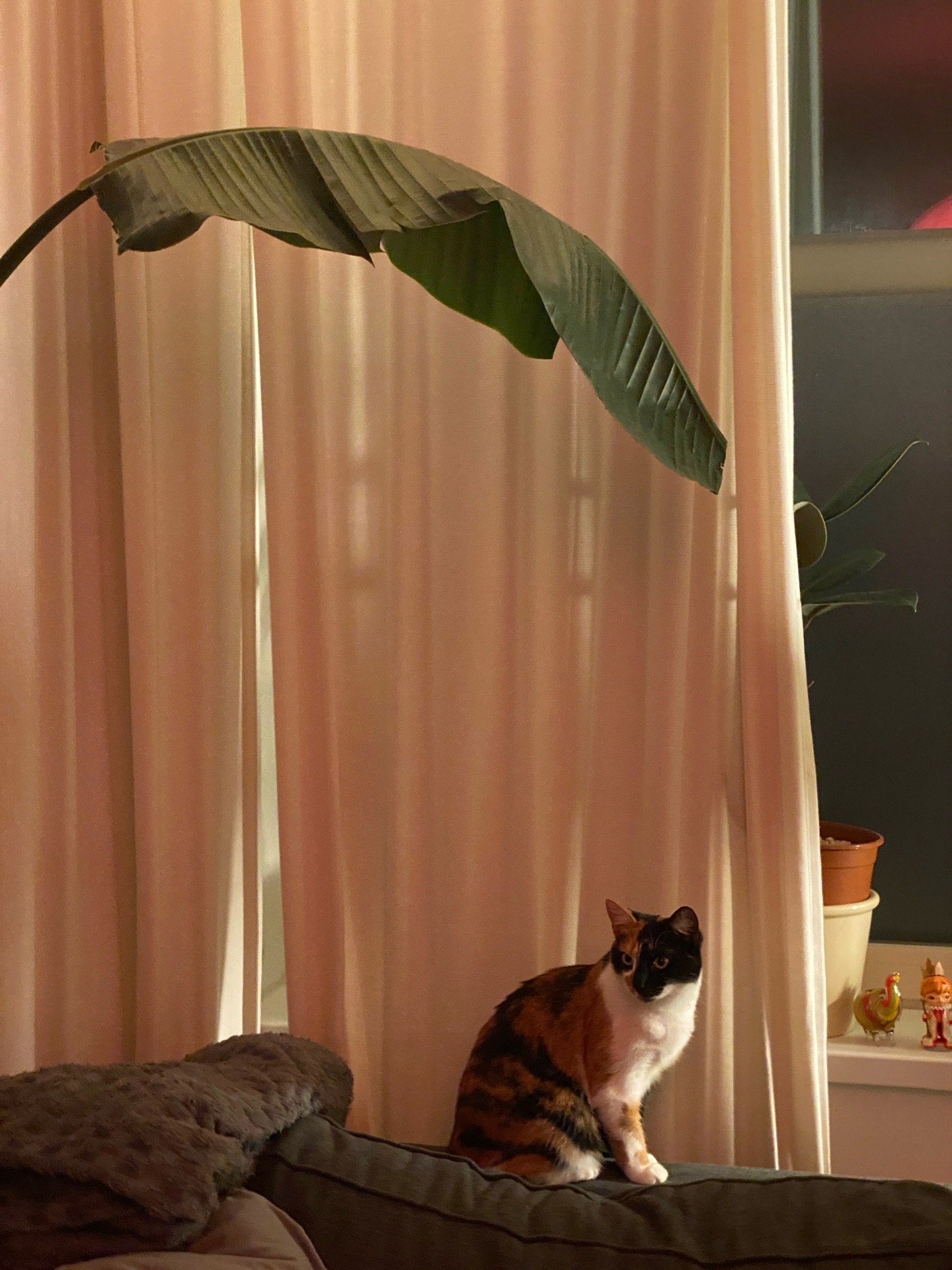 Alejandro, pet sitter in Amsterdam, photo 2