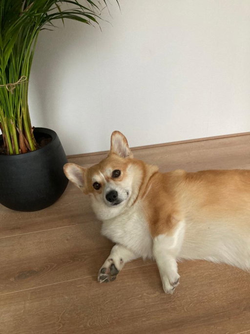 Sjors, pet sitter in Amsterdam, photo 1