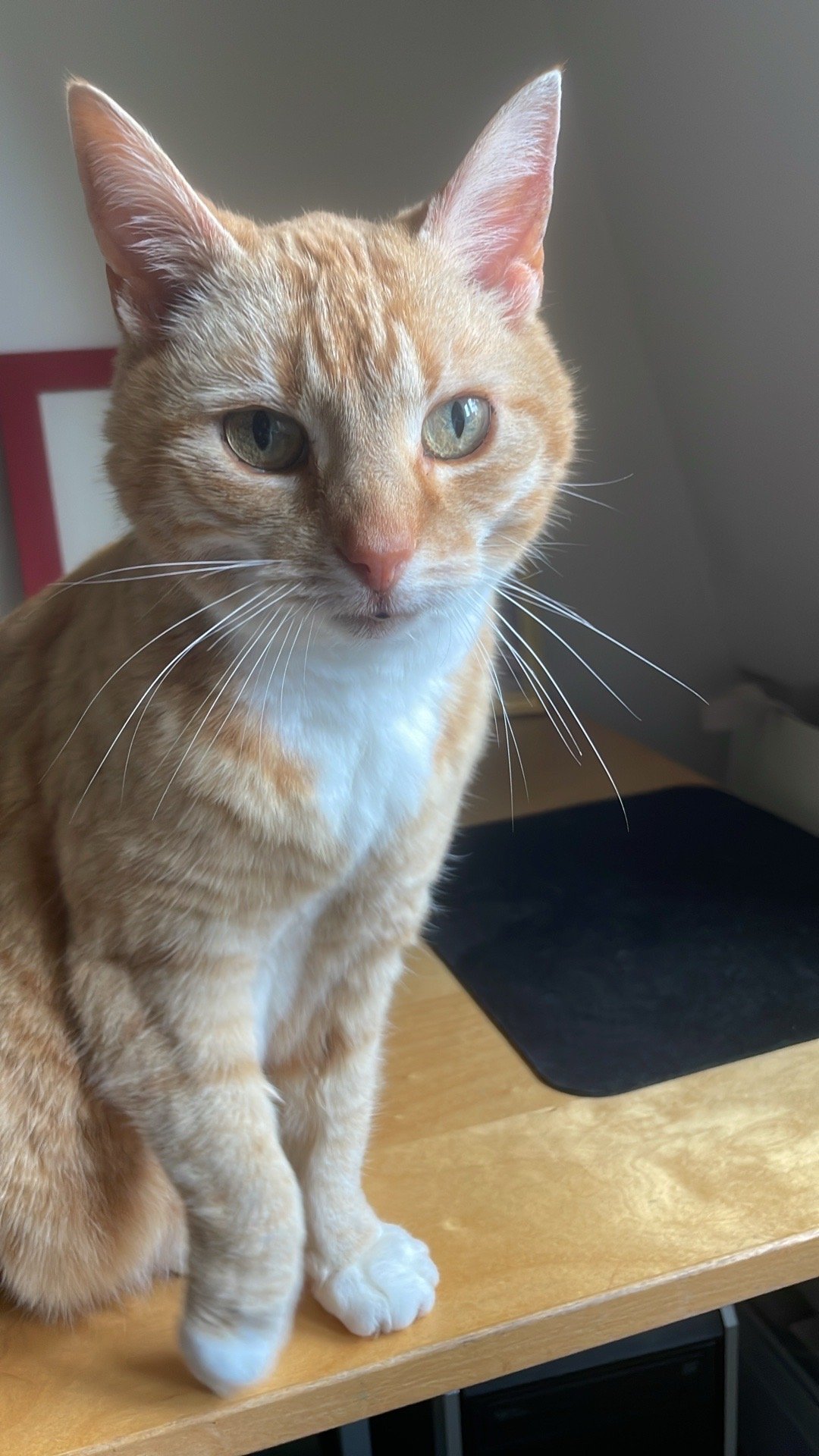 Nil Karen, pet sitter in Amsterdam, photo 3