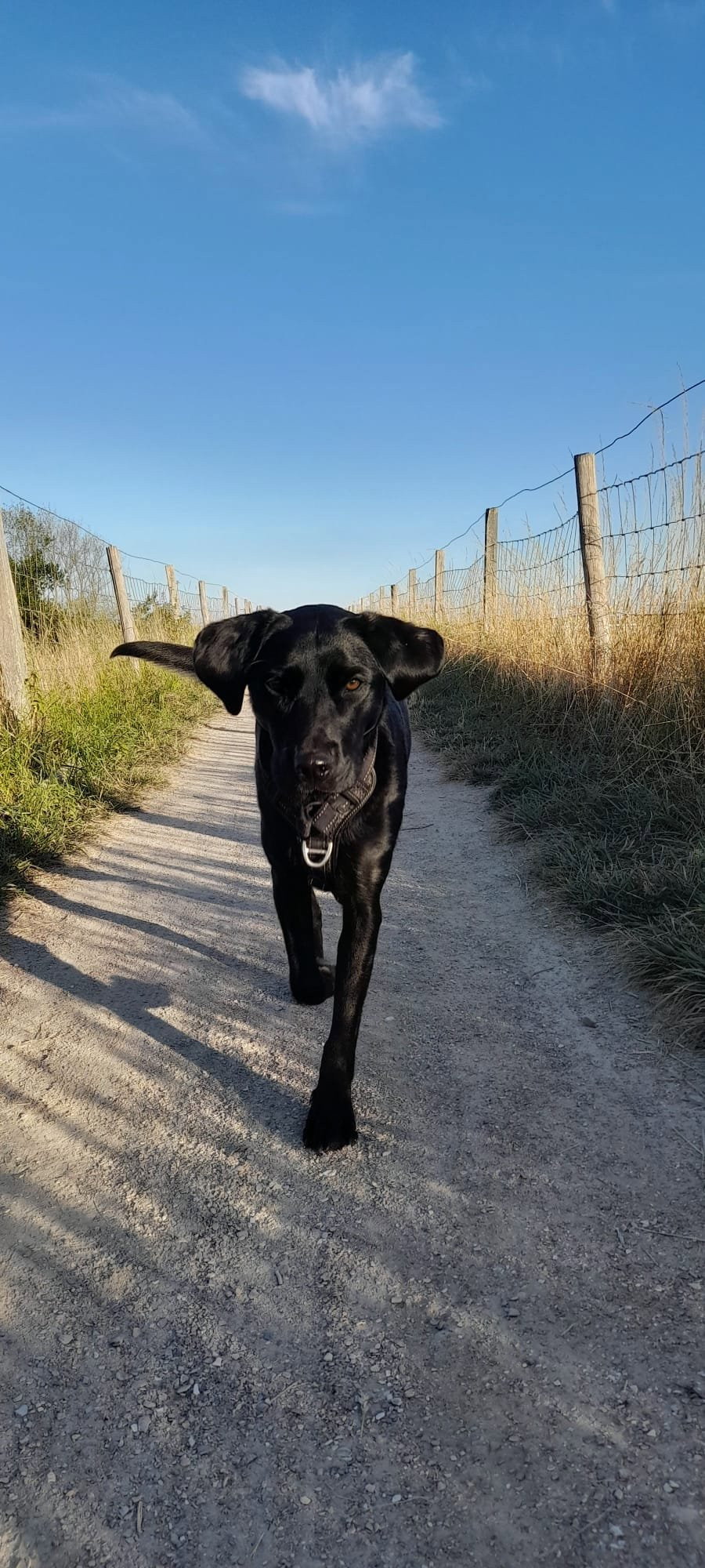 Vincent, pet sitter in Woerden, photo 2
