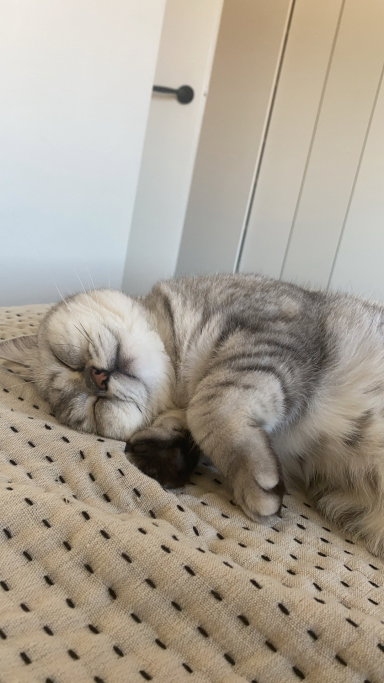 Nicole, pet sitter in Arnhem, photo 2