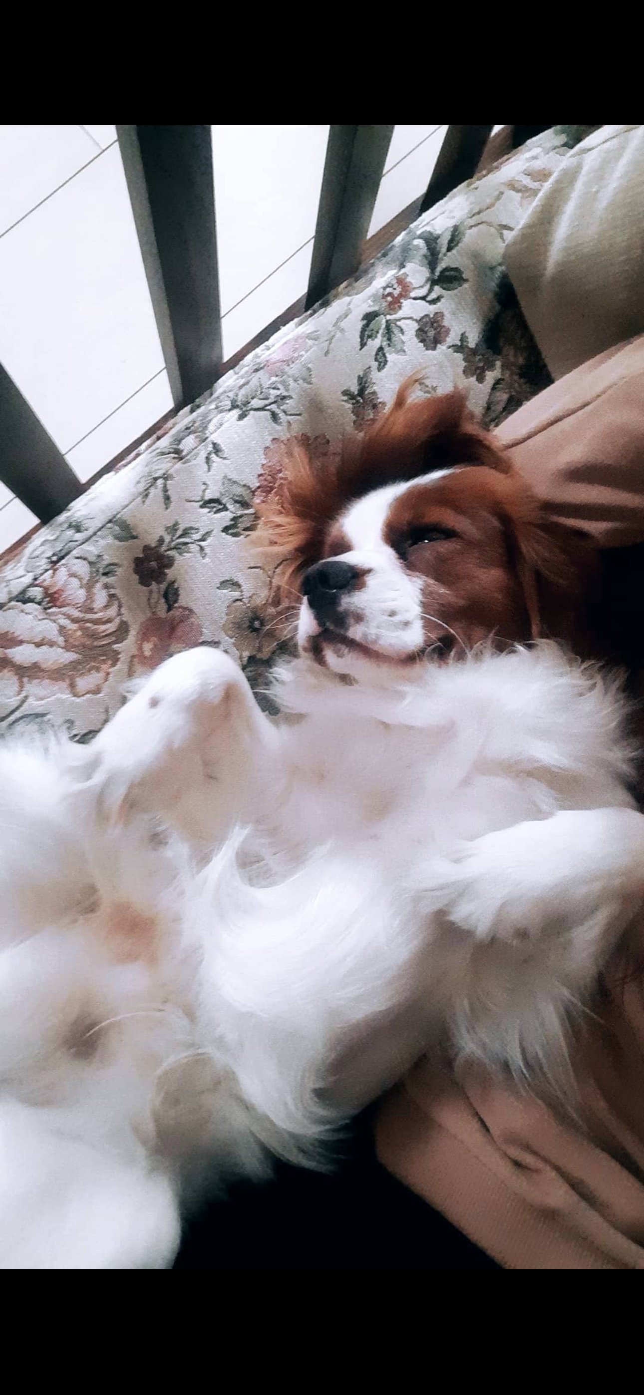 Ece, pet sitter in Rijswijk, photo 5