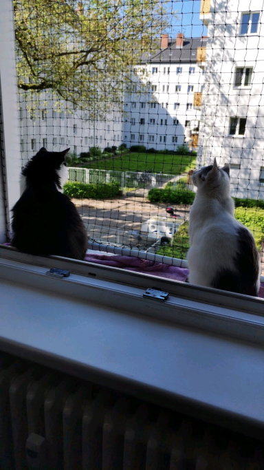 merlin, Tiersitter in Berlin, Foto 2