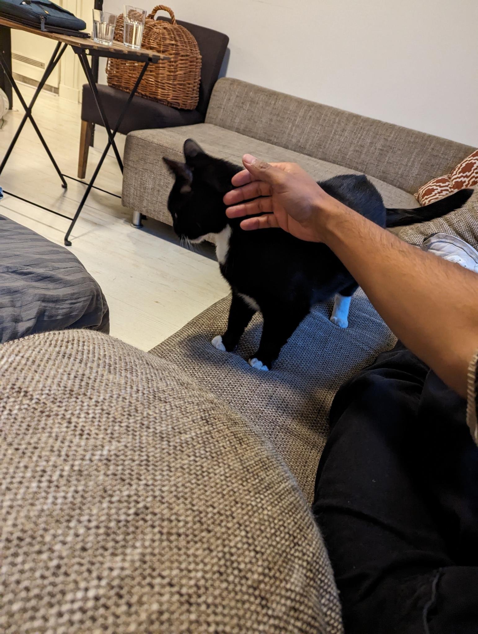 Charlie, pet sitter in Amsterdam, photo 5