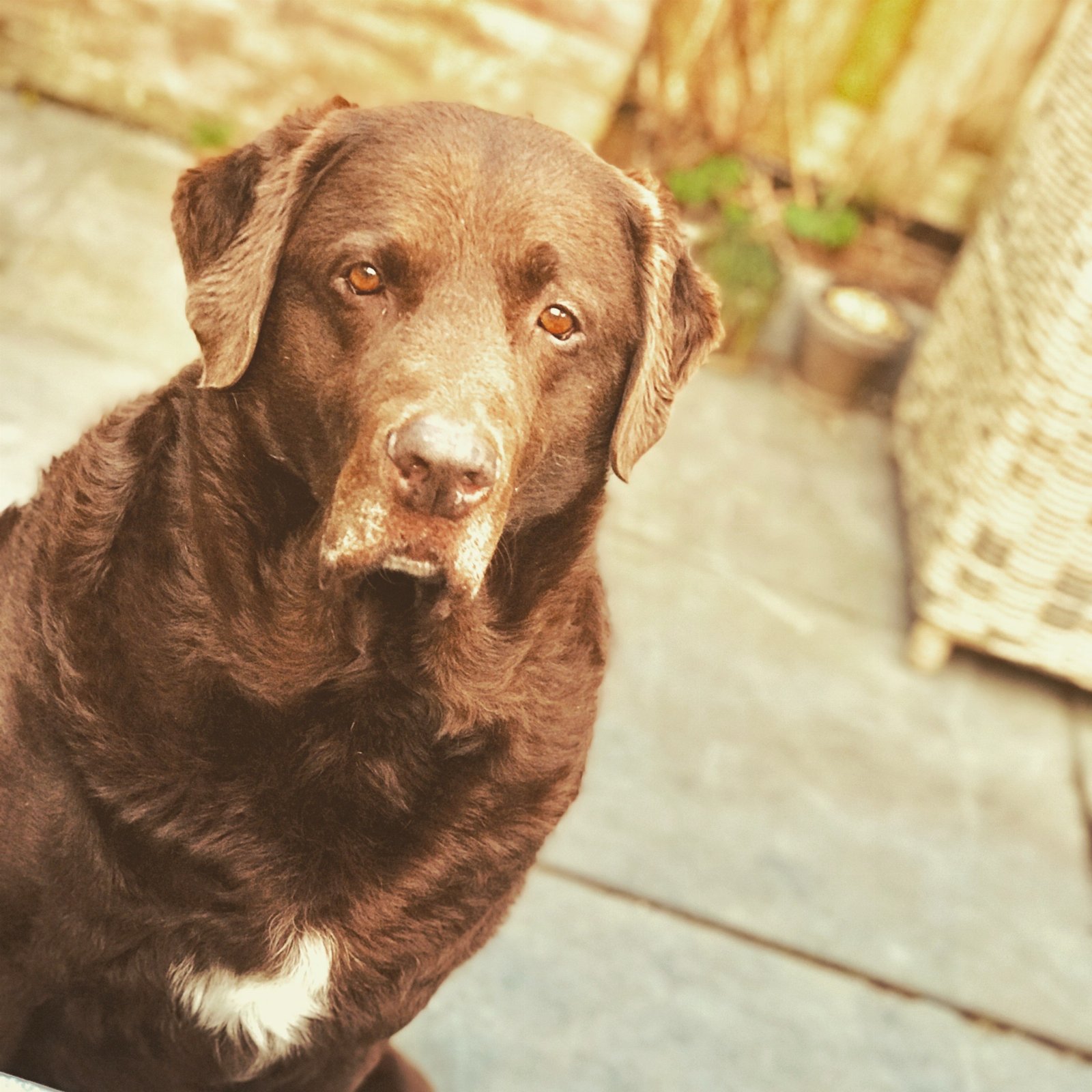 Vera, pet sitter in Amersfoort, photo 3