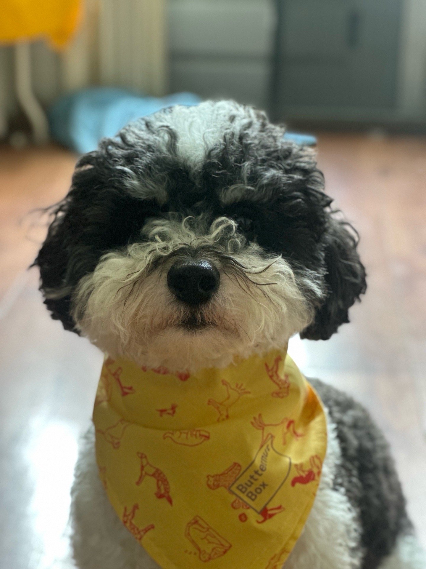 Ting, pet sitter in Arnhem, photo 1