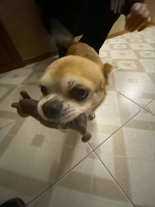 Khrystyna, pet sitter in Tilburg, photo 3