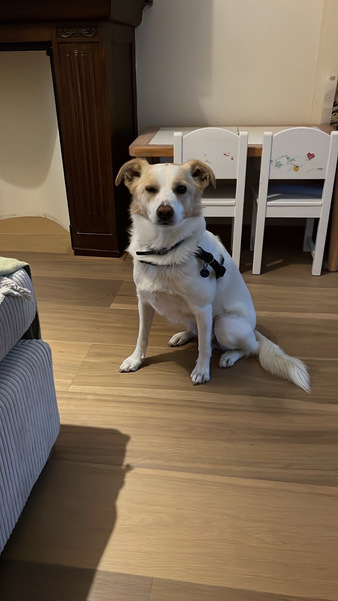 Martijn, pet sitter in 's-Gravenhage, photo 5
