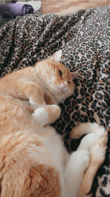 nikita, pet sitter in Breda, photo 4