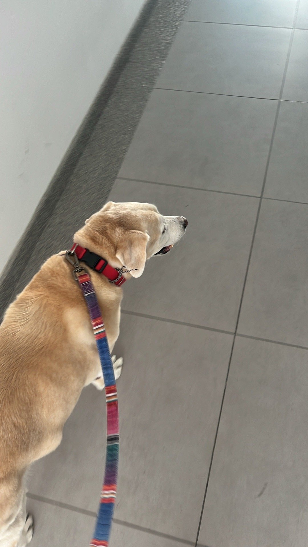Jingxu, pet sitter in 's-Gravenhage, photo 1