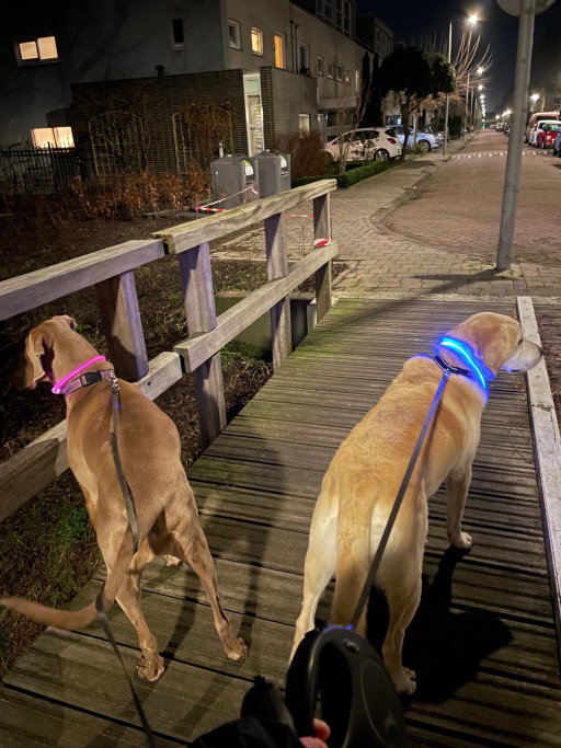 Nicole, pet sitter in Groenekan, photo 4