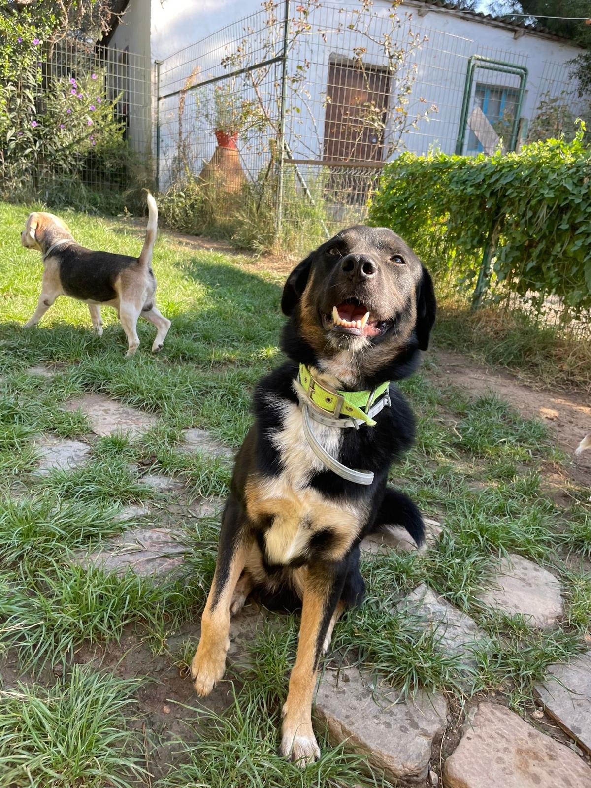 Oyku Su, pet sitter in Enschede, photo 1