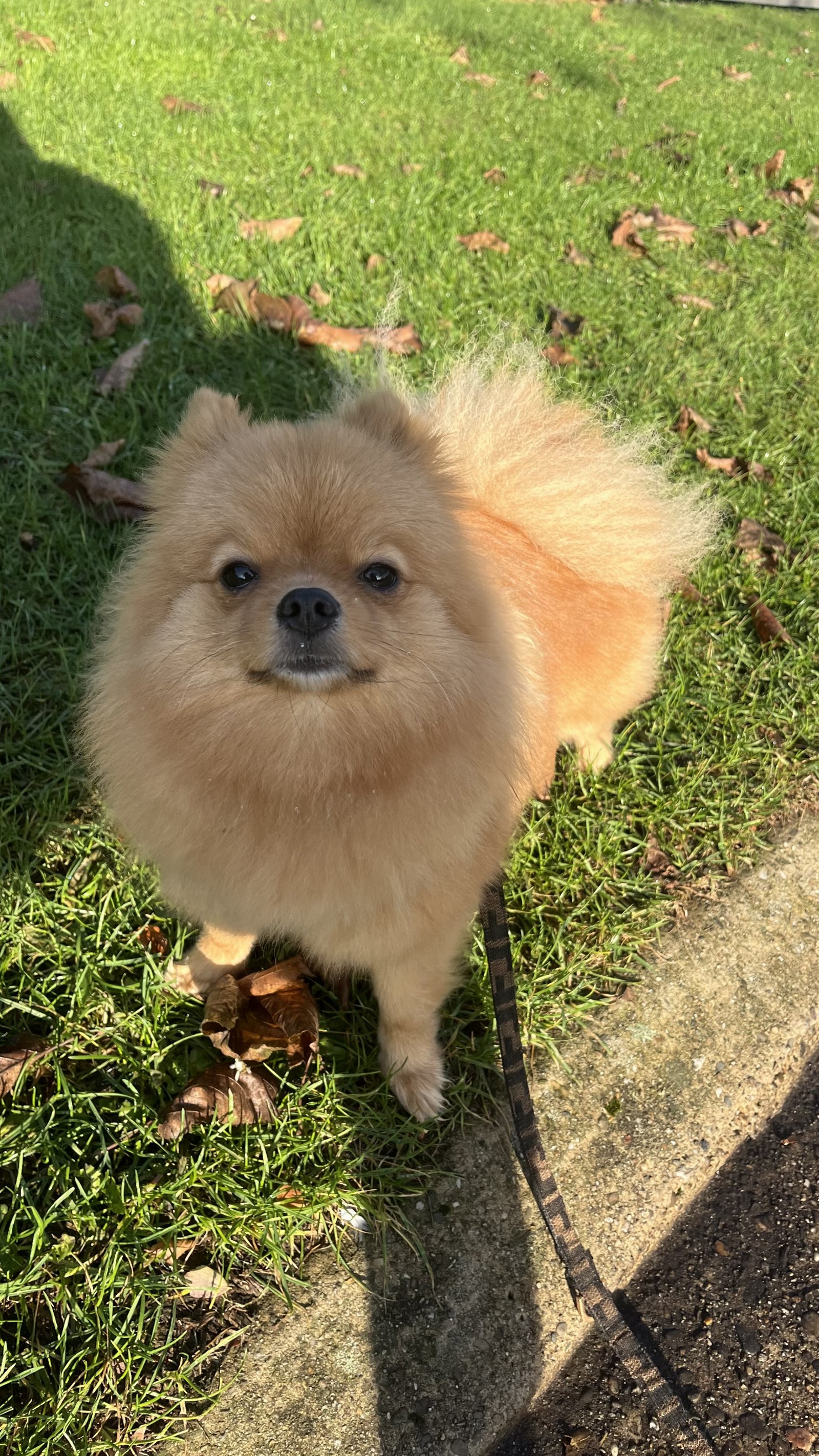 Sylvana, pet sitter in Valkenswaard, photo 1