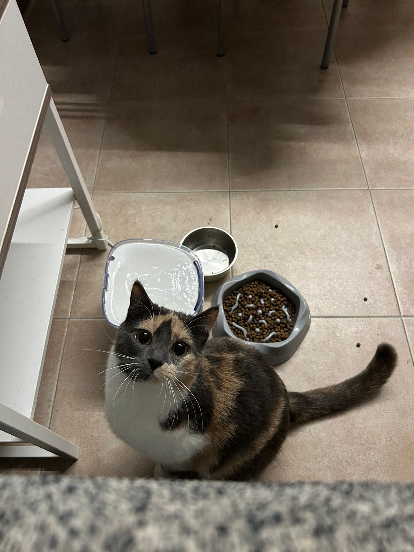 Anna, pet sitter in Heerlen, photo 1