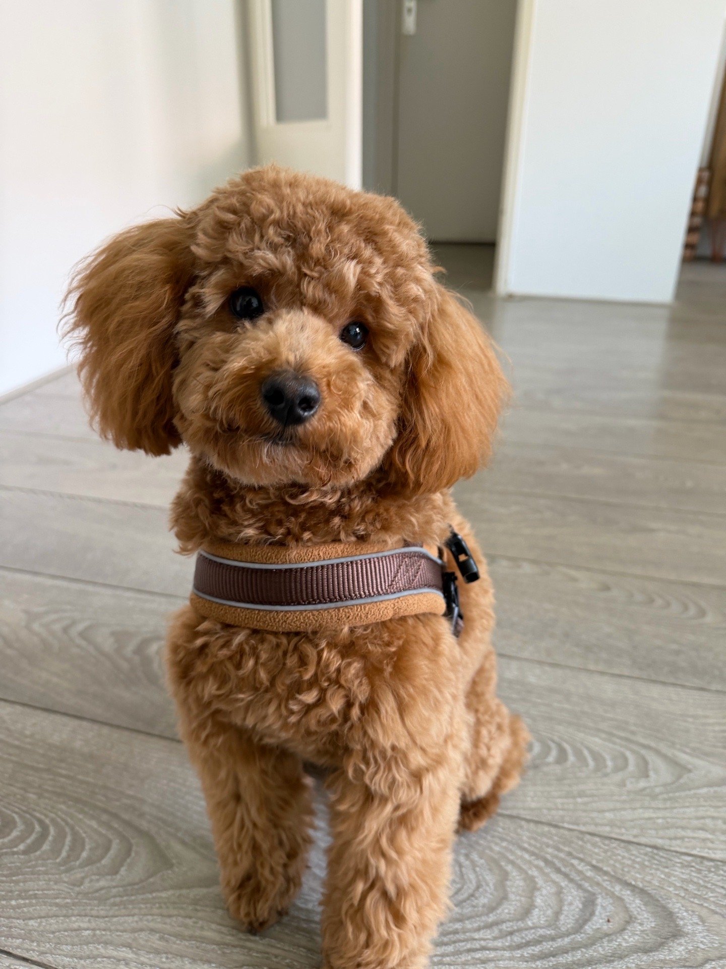 Dara, pet sitter in Amsterdam, photo 5