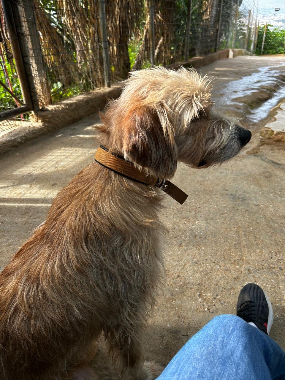 Mania Gesthimani, pet sitter in Leiden, photo 4
