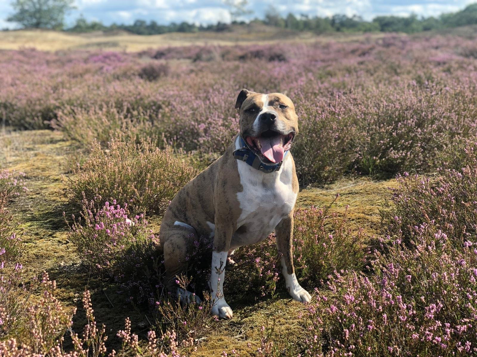 San, pet sitter in Oss, photo 1