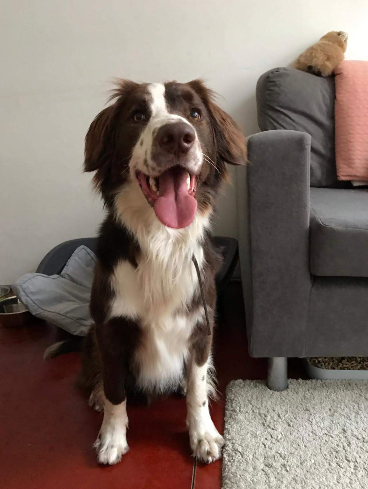 Meagan, pet sitter in Amsterdam, photo 3